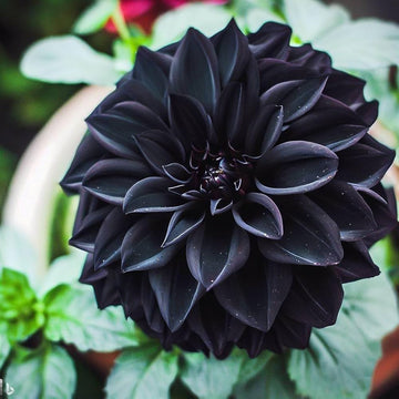 Black Pompon Dahlia Flower Seeds for Planting - Heirloom & Non-GMO Seeds, Beautiful Blooms