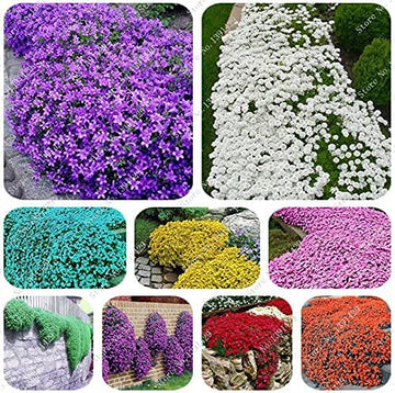 Mix Creeping Thyme Flower Seeds for Planting - NON GMO Seeds