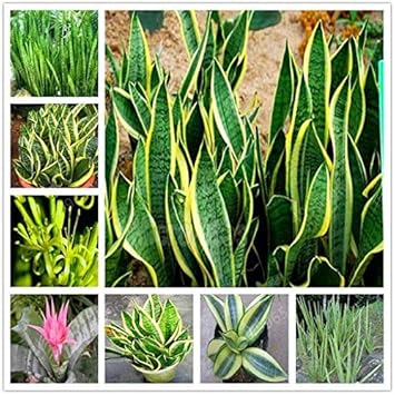 Sansevieria Plant Seeds for Garden Planting - NON GMO Seeds