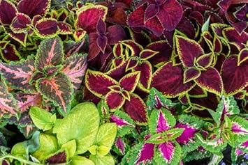 Heirloom Mixed Coleus Flower Seeds for Planting – Non-GMO, Colorful Ornamental Foliage Variety