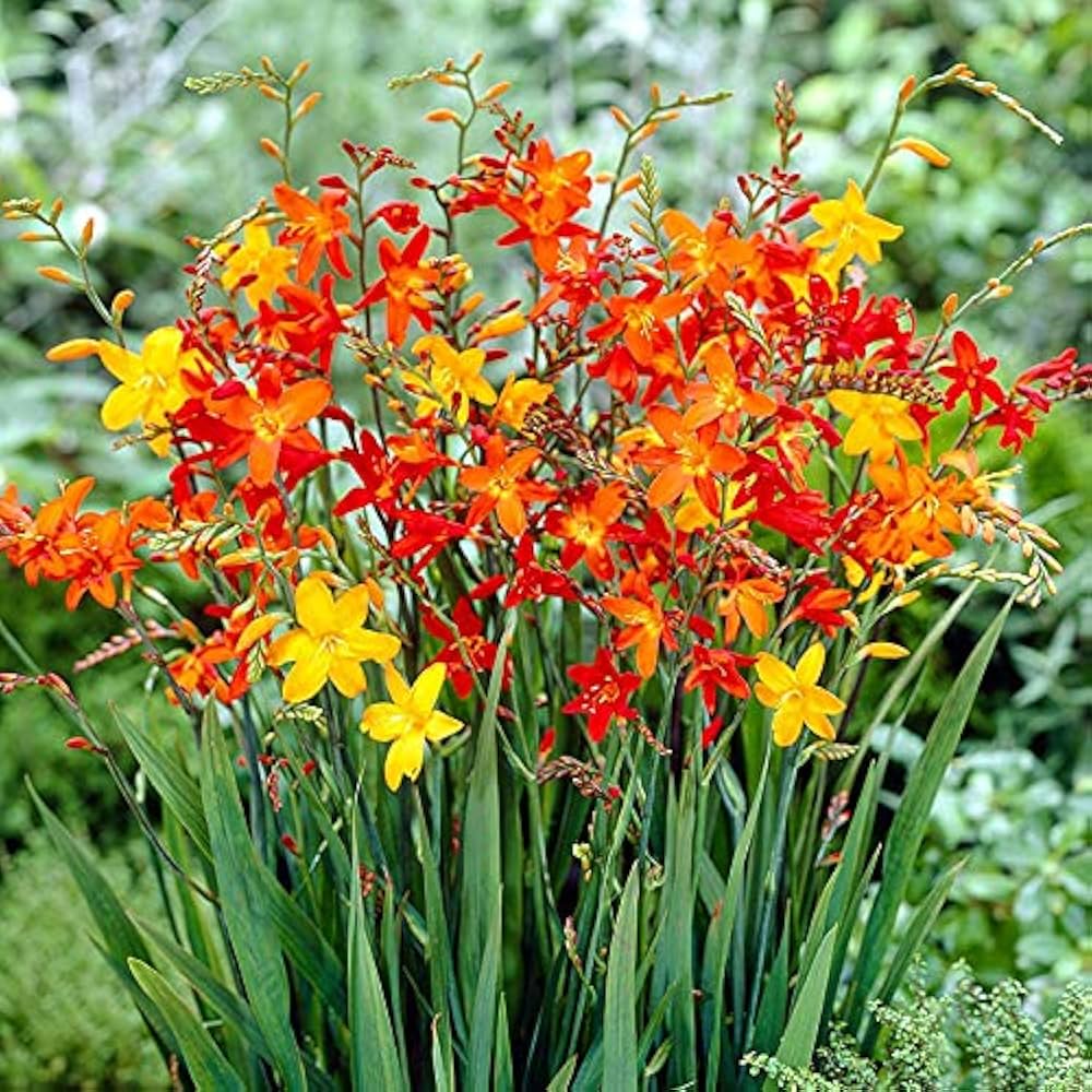 Crocosmia Flower Seeds for Planting 100 pcs seeds for planting in home garden