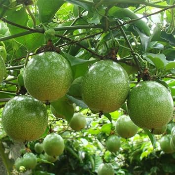 Passion Fruit Seeds for Growing Tangy and Exotic Tropical Fruits 100 Pcs pcs