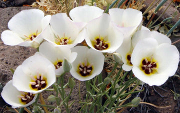 Calochortus Flower Seeds for Garden Planting - NON GMO Seeds