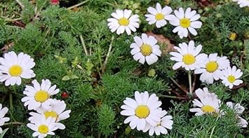 Anacyclus Pyrethrum Flower Seeds for Planting - 100 pcs