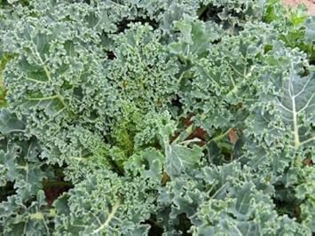 Green Curled Kale Vegetable Seeds for Planting heirloom & Non-GMO Seeds