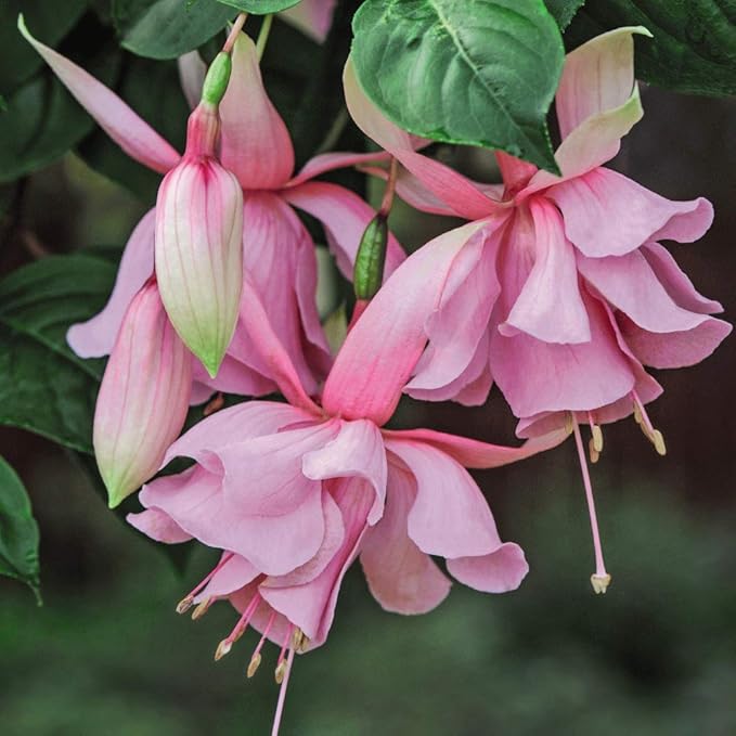 Heirloom Pink Fuchsia flower seeds – non‑GMO trailing plant seeds