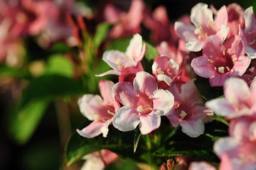 Pink Kolkwitzia Flower Seeds for Planting, NON GMO Seeds
