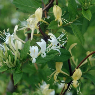 Heirloom White Cape Honeysuckle Flower Seeds, Non-GMO Elegant Blooms for Planting