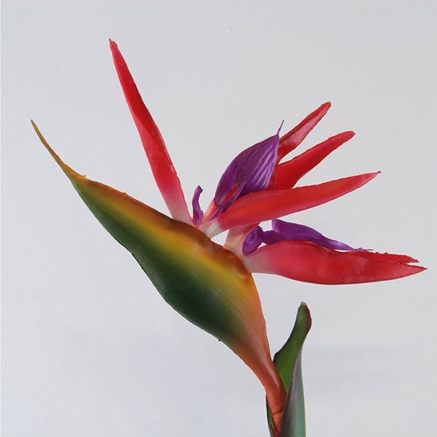 Heirloom Non-GMO Red Strelitzia Reginae Flower Seeds for Planting – Exotic Bird of Paradise Seeds - Non-GMO for planting in home garden