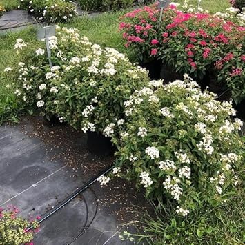 Heirloom Non-GMO Pelleted Flower Seeds for Planting – Easy-Sow Ornamental Garden Blooms