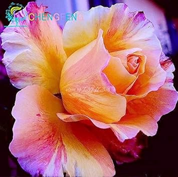 Heirloom Non-GMO Rose Flower Seeds for Planting – Beautiful Blooms for Home Garden