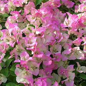 Pink White Bougainvillea Flower Seeds for Planting ƒ?? Heirloom and Non-GMO Garden Seeds