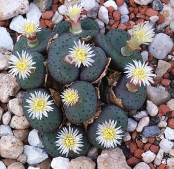 Green Conophytum Obcordellum Plant Seeds for Planting - Heirloom & Non-GMO Seeds for planting