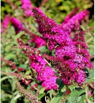 Organic Pink Butterfly Bush Flower Seeds for Planting ƒ?? Heirloom, Non-GMO