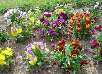 Heirloom Mixed Colors Pansy Flower Seeds for Planting â€“ Non-GMO, Vibrant Blooming Flower Seeds