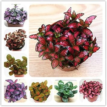 Mixed Fittonia Verschaffeltii Plant Seeds for Planting - 100 pcs