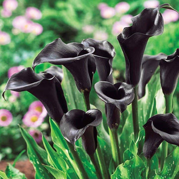 Black Calla Flower Seeds for Garden Planting - Heirloom & Non-GMO garden seeds