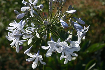 Heirloom Non-GMO Agapanthus Flower Seeds for Planting – Lily of the Nile Elegant Garden Blooms