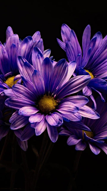 Organic Heirloom Non-GMO Blue Violet Chrysanthemum Seeds for Planting – Garden Blooms