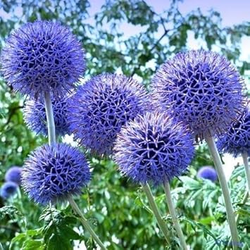 Blue Echinops Ritro Plant Seeds for Planting - 100 pcs
