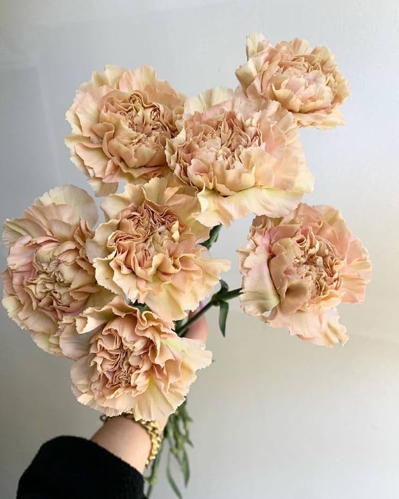 Heirloom Non-GMO Cream Carnation Flower Seeds for Planting – Fragrant Garden Bloom Seeds - Non-GMO for planting in home garden