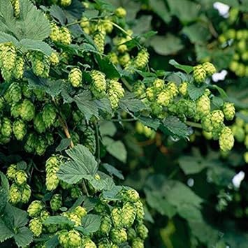 Green Humulus Lupulus Seeds for Planting - NON GMO Seeds