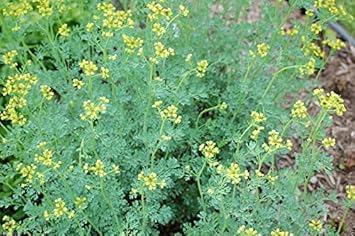 Ruta Graveolens Seeds – Hardy Herb for Gardens-Heirloom & Non-GMO Seeds for planting – Fresh Herb for Your Garden