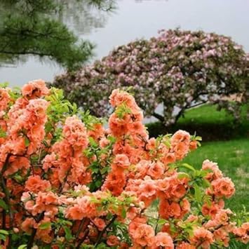 Yellow Quince Fruit Seeds - Grow This Aromatic, Tasty Fruit at Home 100 Pcs pcs