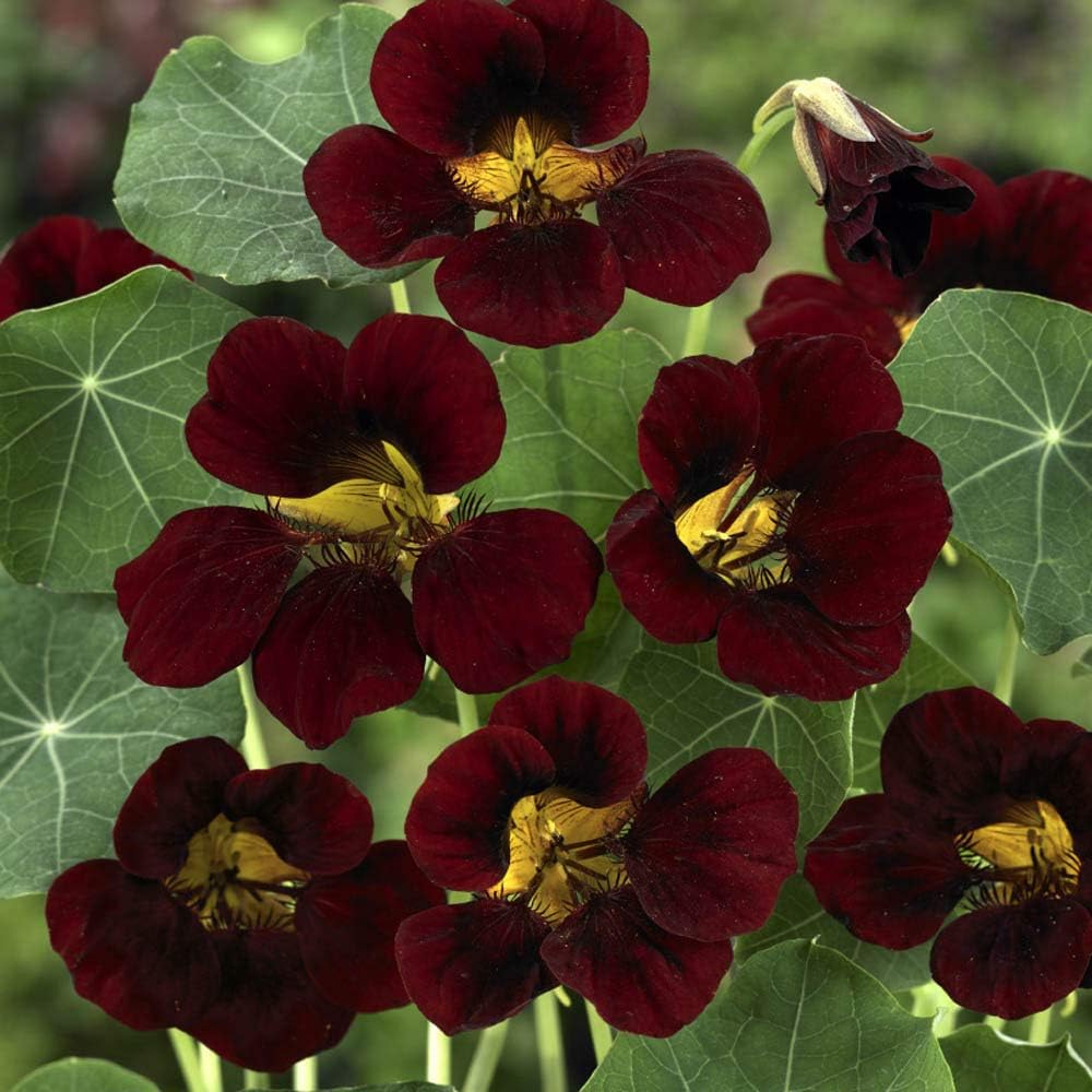 Burgundy Nasturtium Flower Seeds â€“ Heirloom, Non-GMO Seeds for Planting Bold Garden Blooms for planting in home garden