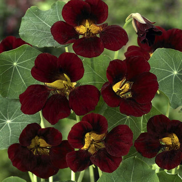 Burgundy Nasturtium Flower Seeds â€“ Heirloom, Non-GMO Seeds for Planting Bold Garden Blooms