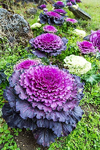 Heirloom Non-GMO Brassica Kale Flower Seeds for Planting – Edible Ornamental Garden Greens