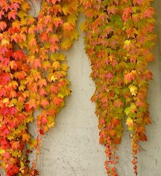 Yellow Red Boston Ivy Seeds for Planting-Heirloom & Non-GMO Seeds for planting
