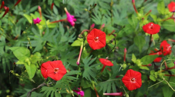 Red Cardinal Climber Seeds for Planting, NON GMO Seeds