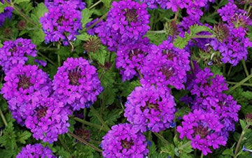 Hastata Flower Seeds for Planting - 100 pcs