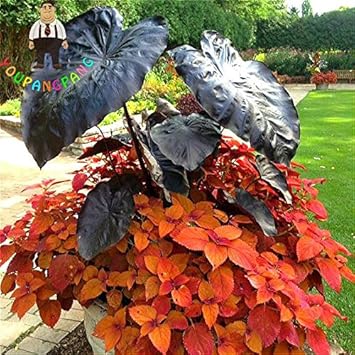 Heirloom Green Alocasia Plant Seeds, Non-GMO Decorative Foliage for Planting