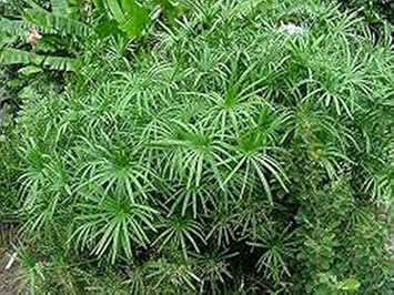 Green Cyperus Plant Seeds for Planting-Unique Garden and Aquatic Decor – Fresh Herb for Your Garden