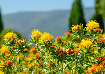 Heirloom Non-GMO Safflower Seeds for Planting – Drought-Tolerant Medicinal Flower Seeds