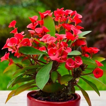 Heirloom Euphorbia Griffithii Flower Seeds for Planting, Non-GMO, Healthy and Vibrant Blooms