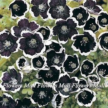 Black Menziesii Flower Seeds for Planting - 100 pcs