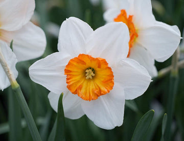 Daffodil Flower Seeds for Planting ƒ?? Orange & White, Heirloom, Non-GMO Garden Seeds