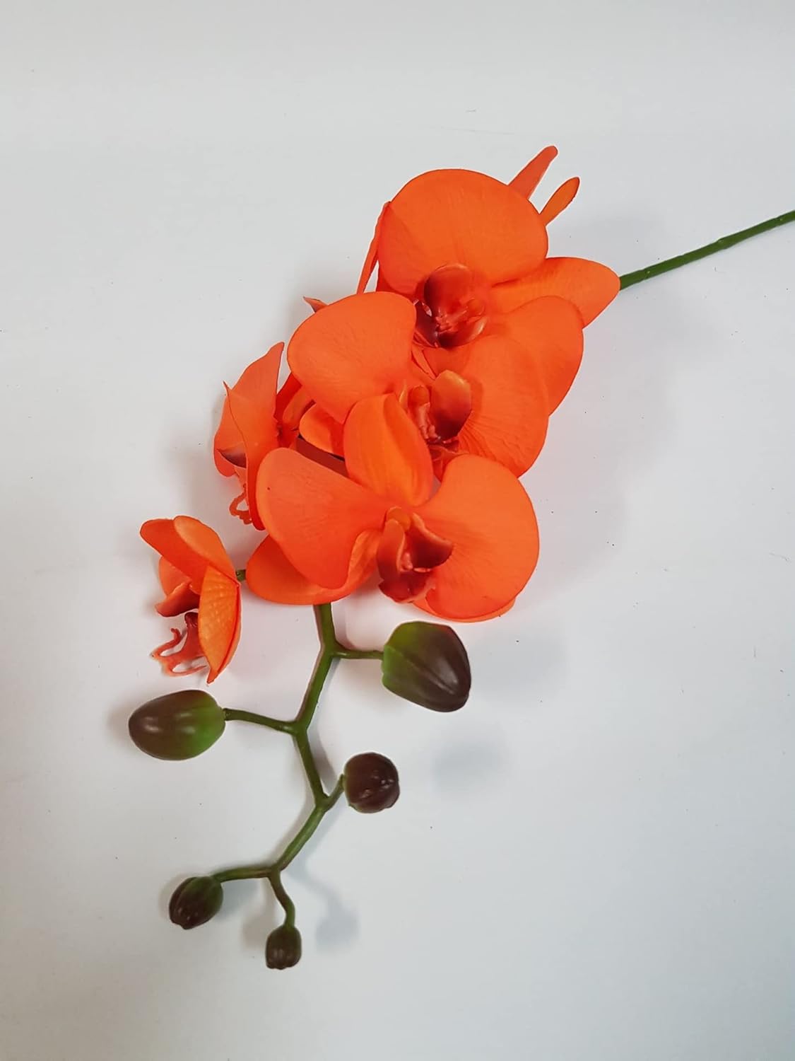 Orange Phalaenopsis Orchid Flower Seeds – Heirloom, Non-GMO, Elegant Pick for Garden Planting for planting in your garden.