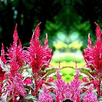 Red Purple Pteris Flower Seeds for Planting ƒ?? Organic, Heirloom, Non-GMO Fern Seeds