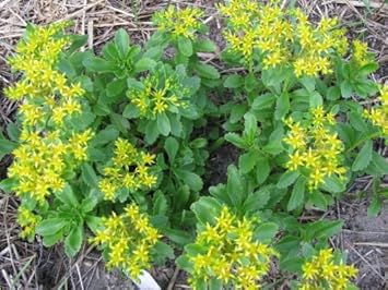 Yellow Stonecrop Flower Seeds for Planting, 100 pcs