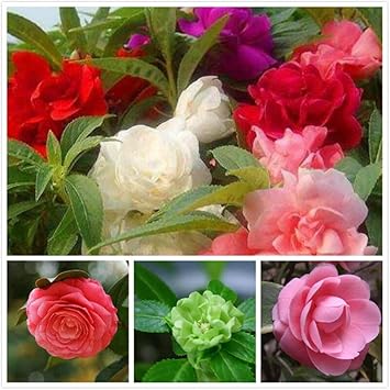 Balsam Flower Seeds for Planting - NON GMO Seeds