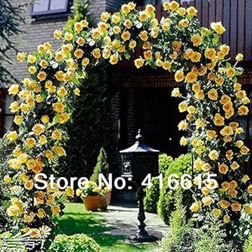 Mixed Liana Flower Seeds for Planting - 100 pcs