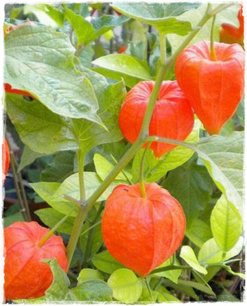 Physalis Fruit Seeds Red 100 Pcs pcs