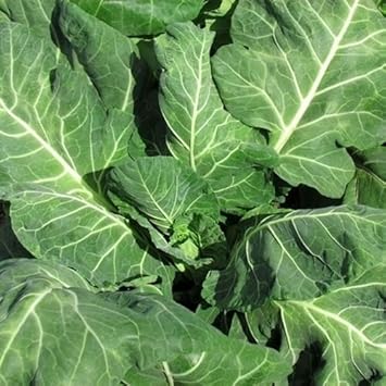 Green Collards Vegetable Seeds for Planting