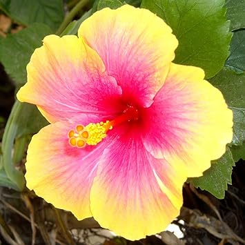 Heirloom Non-GMO Pink Yellow Hibiscus Flower Seeds – Bright Tropical Blooms for Garden Planting