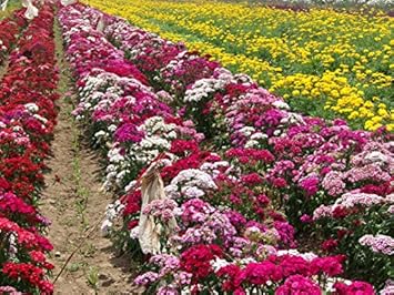 Organic Red William Flower Seeds for Planting ƒ?? Heirloom, Non-GMO