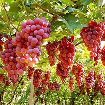 Ruby Roman Grape Fruit Seeds for Planting - Authentic, Non-GMO, High-Quality Variety
